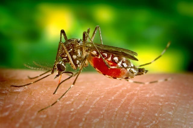 Symptoms of Dengue Fever in Adults - Healthunbox