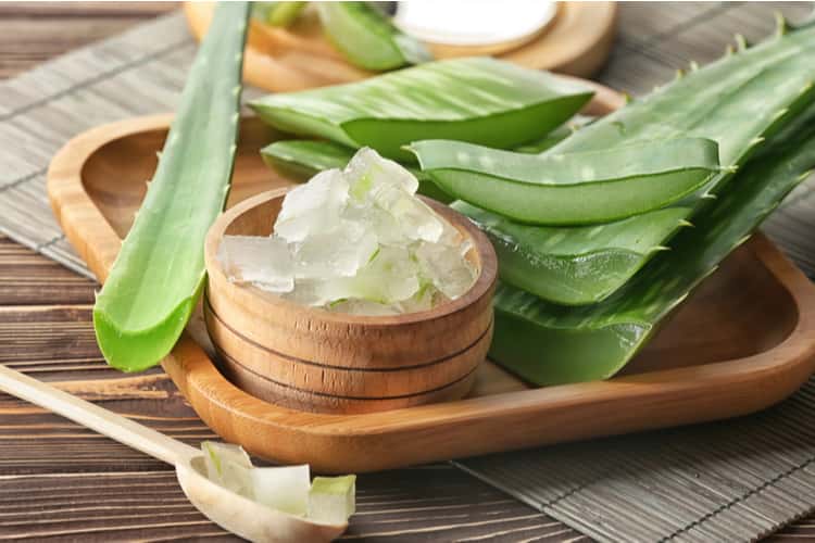 बवासीर का सफल घरेलू इलाज़ एलोवेरा से - Aloe vera Home remedy for hemorrhoids (piles) in Hindi