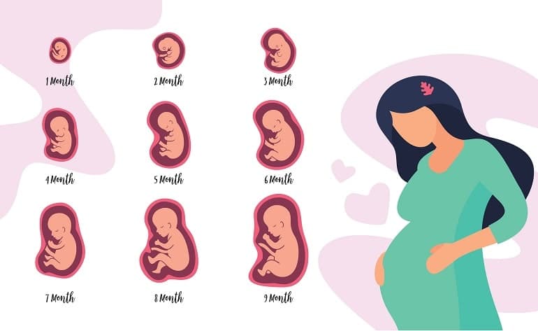 3rd Month Pregnancy Baby Development