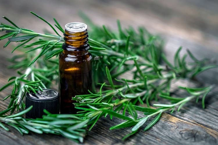 रोजमेरी तेल के फायदे गुण लाभ और नुकसान Rosemary Oil Benefits in hindi
