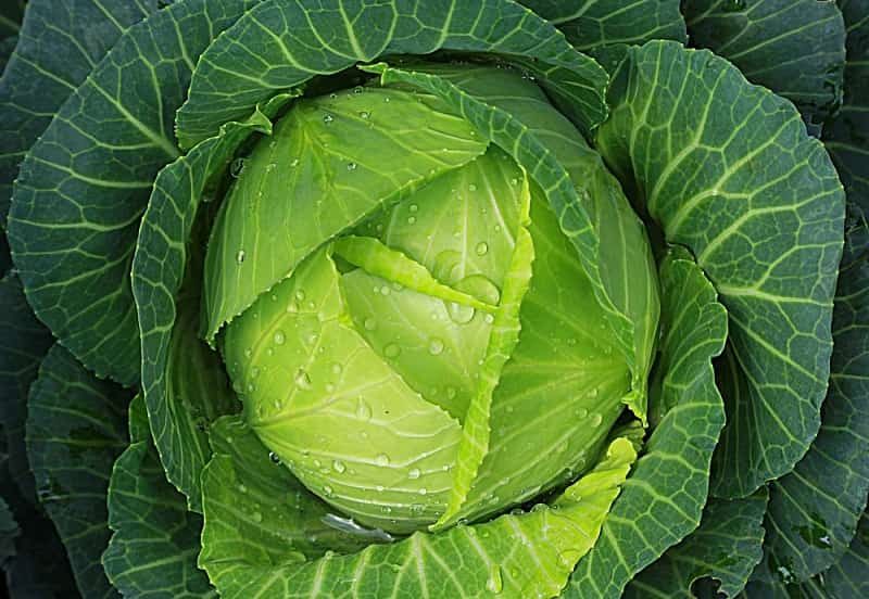 पत्ता गोभी के फायदे और नुकसान Cabbage (Patta Gobhi) Benefits in hindi
