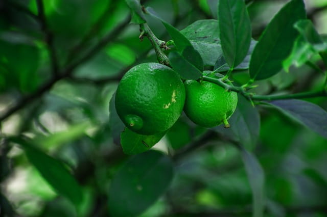 नींबू के फायदे और नुकसान - Lemon Benefits and Side Effects in Hindi