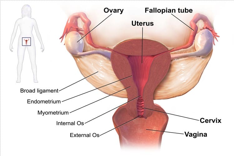 गर्भाशय रचना - Uterus anatomy in Hindi