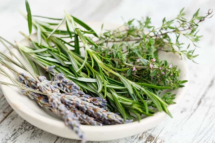 रोजमेरी के फायदे और नुकसान Rosemary benefits and side effects in Hindi