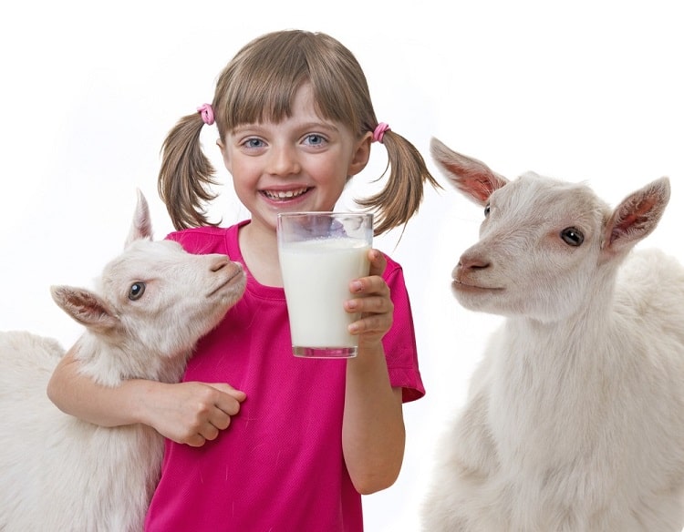 पीलिया का देसी इलाज बकरी का दूध – Piliya ka Desi Ilaj Goat Milk in Hindi