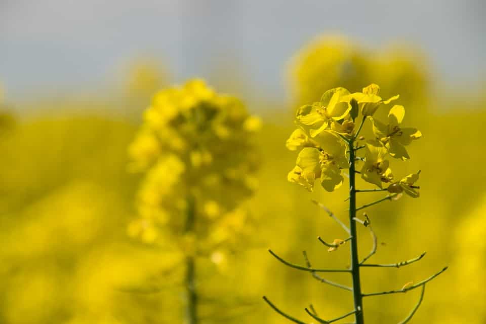 कैनोला तेल के फायदे और नुकसान Canola Oil Benefits and side effects in