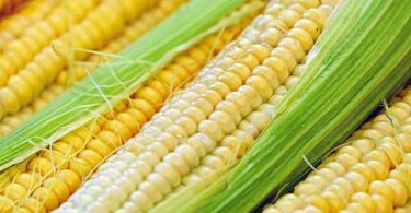 मकई या मक्का (कॉर्न) के फायदे, उपयोग और नुकसान - Corn Benefits and Side Effects in Hindi