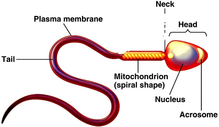 स्पर्म की संरचना - Structure of human sperm in Hindi