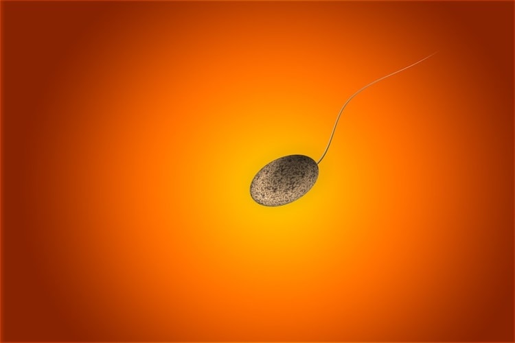शुक्राणु क्या है - Shukranu Kya Hota Hai, What is Sperm in Hindi