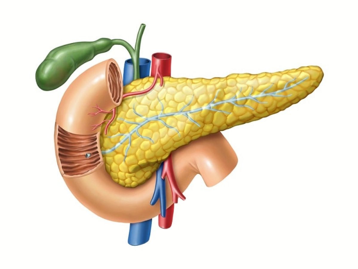 पेनक्रियाज (अग्नाशय) क्या है, कार्य, रोग और ठीक रखने के उपाय - Pancreas in  Hindi