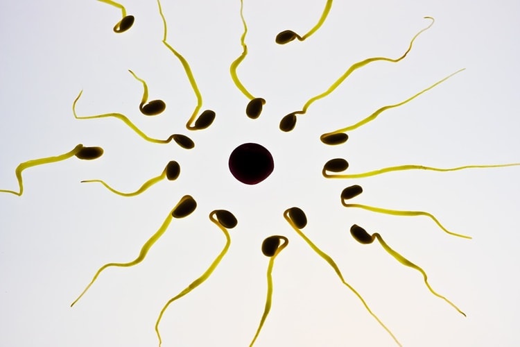 शुक्राणु के कार्य - Function of a Sperm in Hindi