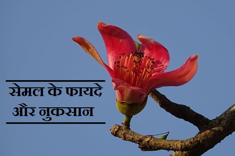 सेमल के फायदे और नुकसान Semal (Bombax Ceiba) Ke Fayde Aur Nuksan in Hindi