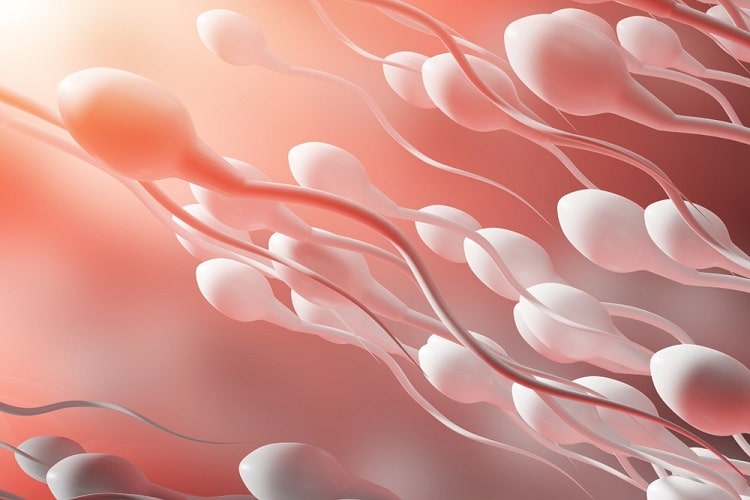 स्खलन के बाद शुक्राणु कितनी देर तक जीवित रह सकता है - How Long Can Sperm Survive After Ejaculation in Hindi