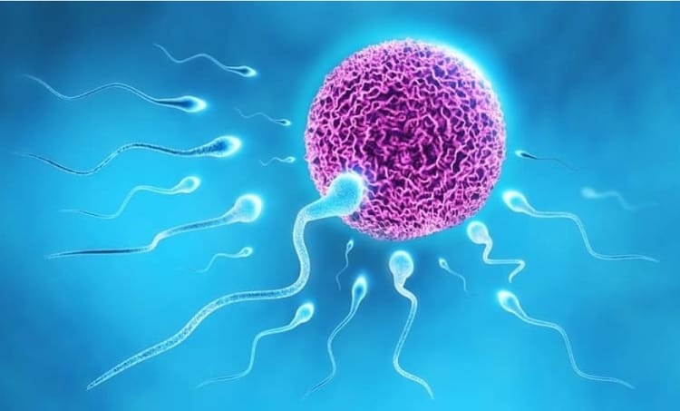 प्रेगनेंसी के लिए कितना स्पर्म चाहिए - How many sperm do you need to get pregnant