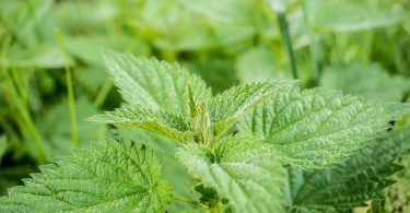 बिच्छू बूटी (नेटल लीफ) के फायदे और नुकसान – Nettle Leaf (Bichu Buti) Benefits and side effects in Hindi