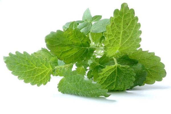 लेमन बाम के फायदे और नुकसान - Lemon balm Benefits and Side Effects in Hindi