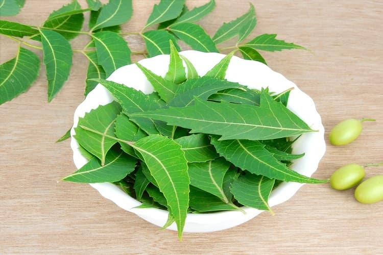 नीम के पत्ते के फायदे और नुकसान Neem Leaves Benefits And Side Effects in Hindi