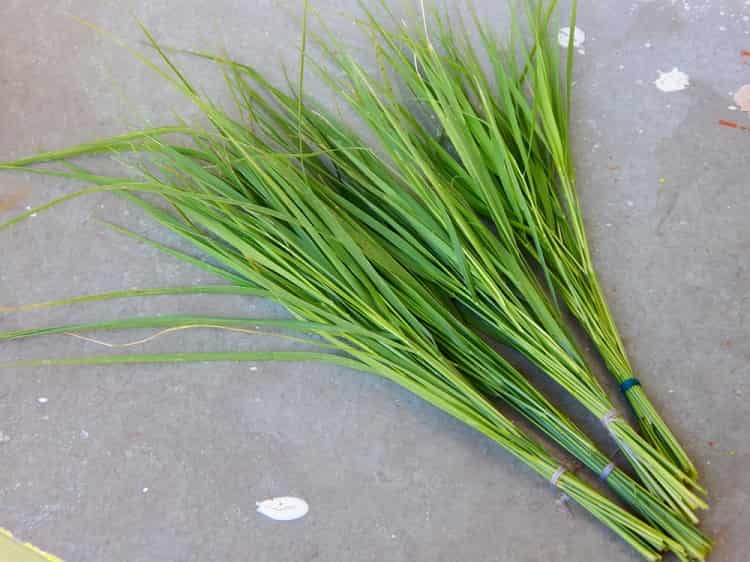 दूब घास के फायदे और नुकसान – Durva (Doob) Grass Benefits And Side
