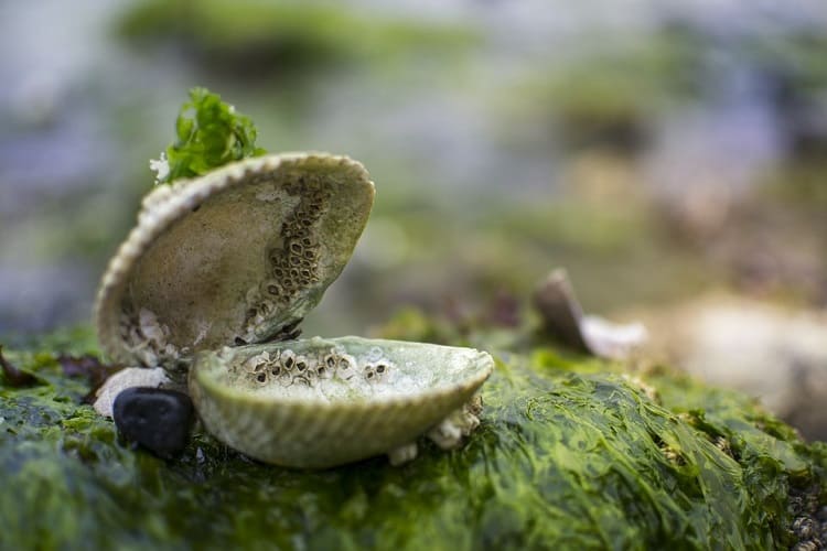 कैल्शियम का अच्‍छा आहार है समुद्री शैवाल - Seaweed High Calcium Food in Hindi