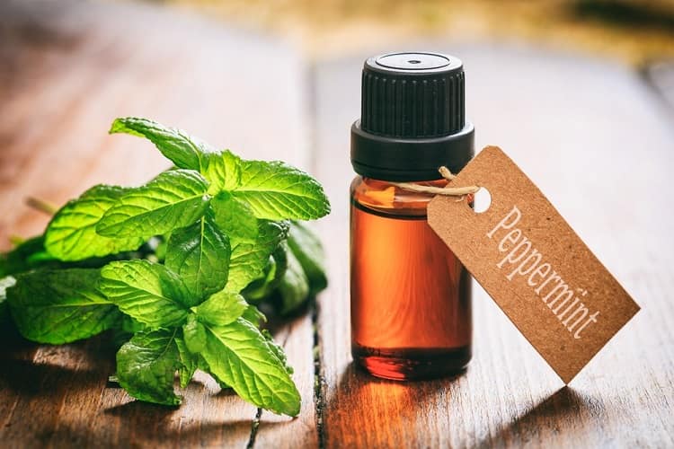 पुदीना के तेल के फायदे और नुकसान Peppermint Oil Benefits and Side