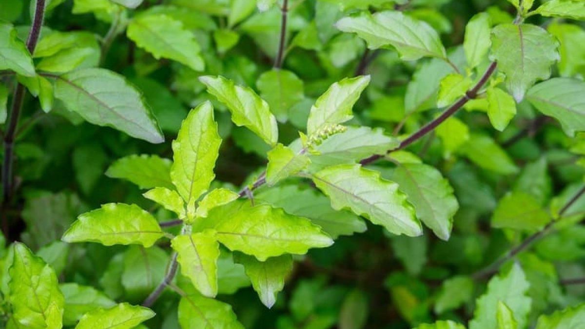 तुलसी और कड़ी पत्‍ते से बनायें चेहरे की सुंदर