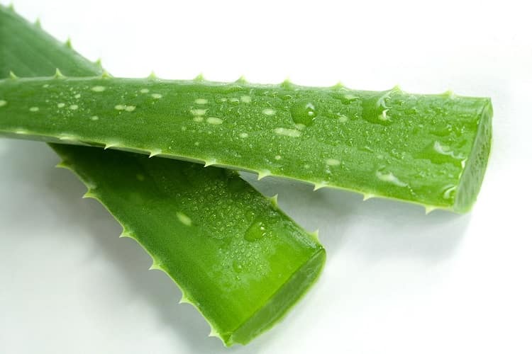 शुगर लेवल कम करने का घरेलू उपाय एलोवेरा - Aloe Vera for Sugar control in Hindi