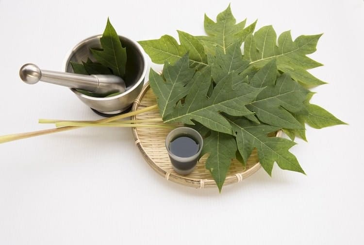 पपीता के पत्ते के जूस के फायदे और नुकसान Papaya Leaf Juice Benefits And Side Effects In Hindi