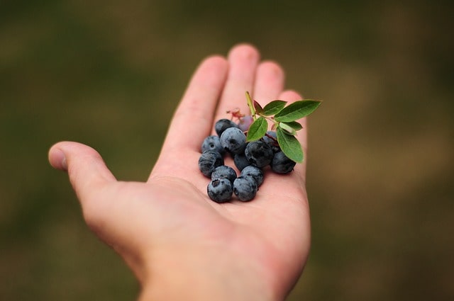 ब्‍लूबेरी के प्रकार – Types Of Blueberry in Hindi