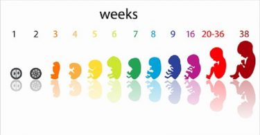 गर्भावस्था सप्ताह दर सप्ताह - Pregnancy Week by Week in Hindi