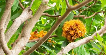 महिलाओं के लिए अशोक के पेड़ (छाल) के फायदे - Ashoka Tree Bark Benefits for women in Hindi
