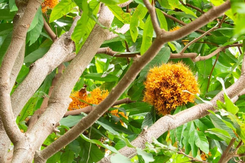 महिलाओं के लिए अशोक के पेड़ (छाल) के फायदे Ashoka Tree Bark Benefits