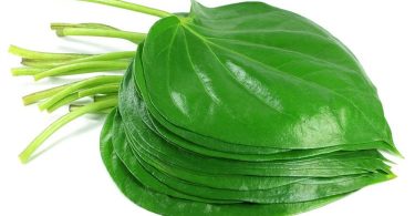 पान चबाने के 5 स्वास्थ्य लाभ जिनके बारे में आपको किसी ने नहीं बताया - 5 health benefits of chewing paan or betel leaves in Hindi