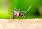 मच्‍छरों के काटने से भी फैलता है कोरोना वायरस?, जानें सच - Can Mosquito Bite Cause Coronavirus in hindi?