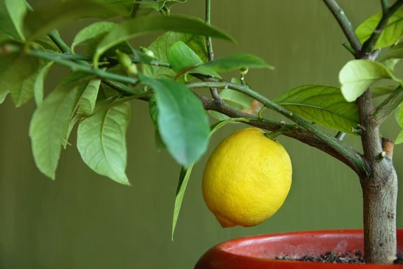 नींबू का रोपण और देखभाल - Lemon planting and care in Hindi