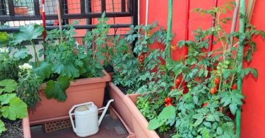 टेरेस गार्डनिंग (रूफटॉप गार्डनिंग) की जानकारी - Terrace Gardening (Rooftop Gardening) Information in Hindi