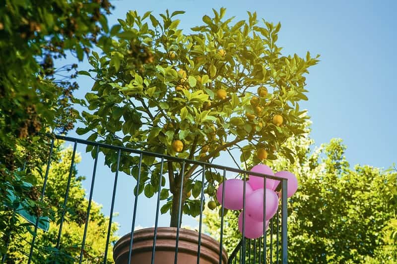 नींबू के पेड़ की देखभाल - Lemon tree care in Hindi