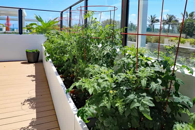 छत बागवानी के लिए बुनियादी आवश्यकताएँ - Basic Requirements for Terrace Gardening in Hindi