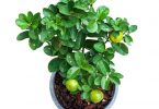 गमले में नींबू का पेड़ (पौधा) उगाने की पूरी जानकारी - How to Grow Lemon in Pot in Hindi