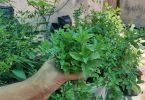 पुदीना घर पर कैसे उगाएं - How To Grow Mint At Home In Water in Hindi