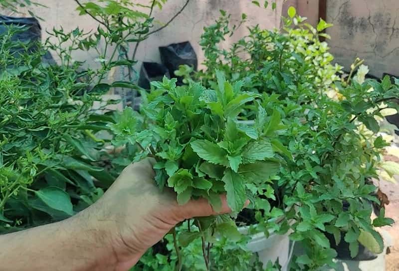 पुदीना घर पर कैसे उगाएं - How To Grow Mint At Home In Water in Hindi