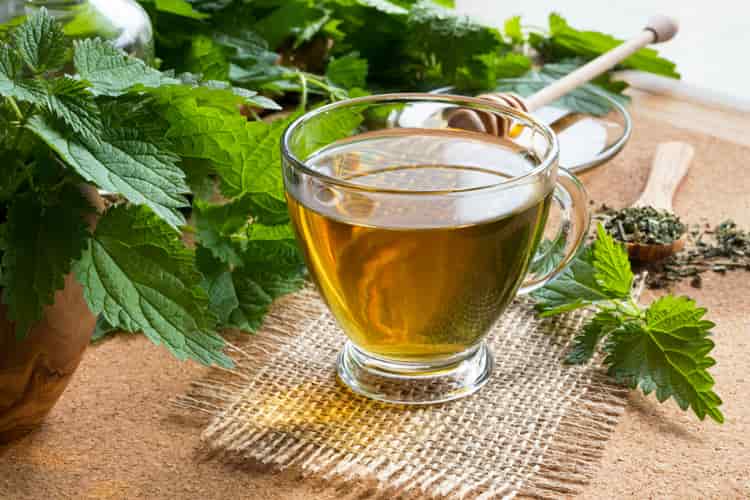 नेटल टी के स्वास्थ्य लाभ Health Benefits of Nettle Tea in Hindi