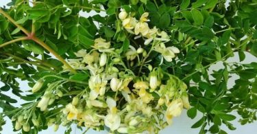 सहजन की पत्तियों के फायदे, उपयोग और नुकसान – Moringa Leaf Benefits And Side Effects In Hindi