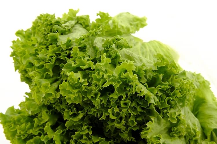 सलाद पत्ते के फायदे और नुकसान Lettuce (Salad Patta) Benefits And Side