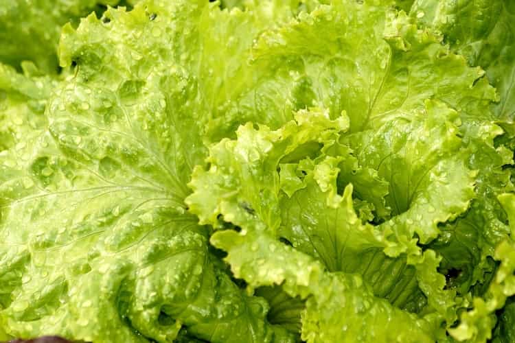 सलाद पत्ते के फायदे और नुकसान Lettuce (Salad Patta) Benefits And Side